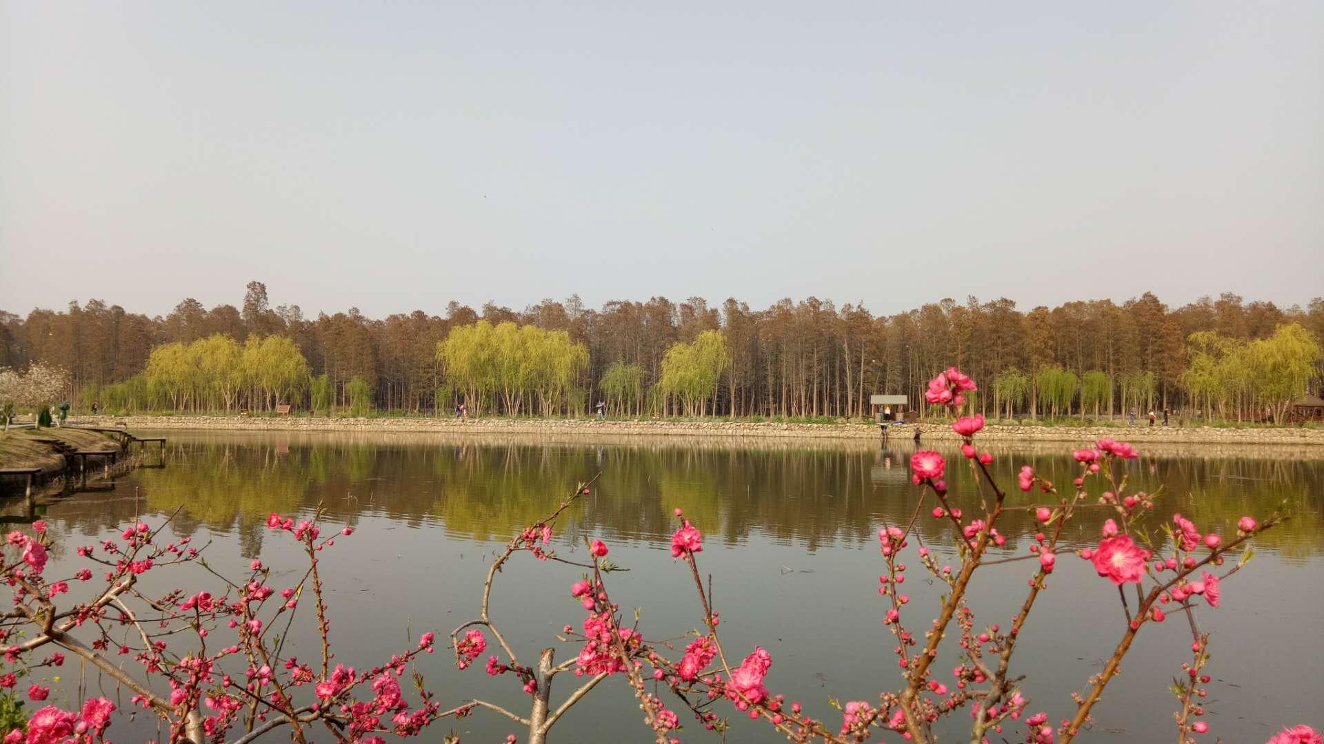 兴化桃花岛，新发现与新动态