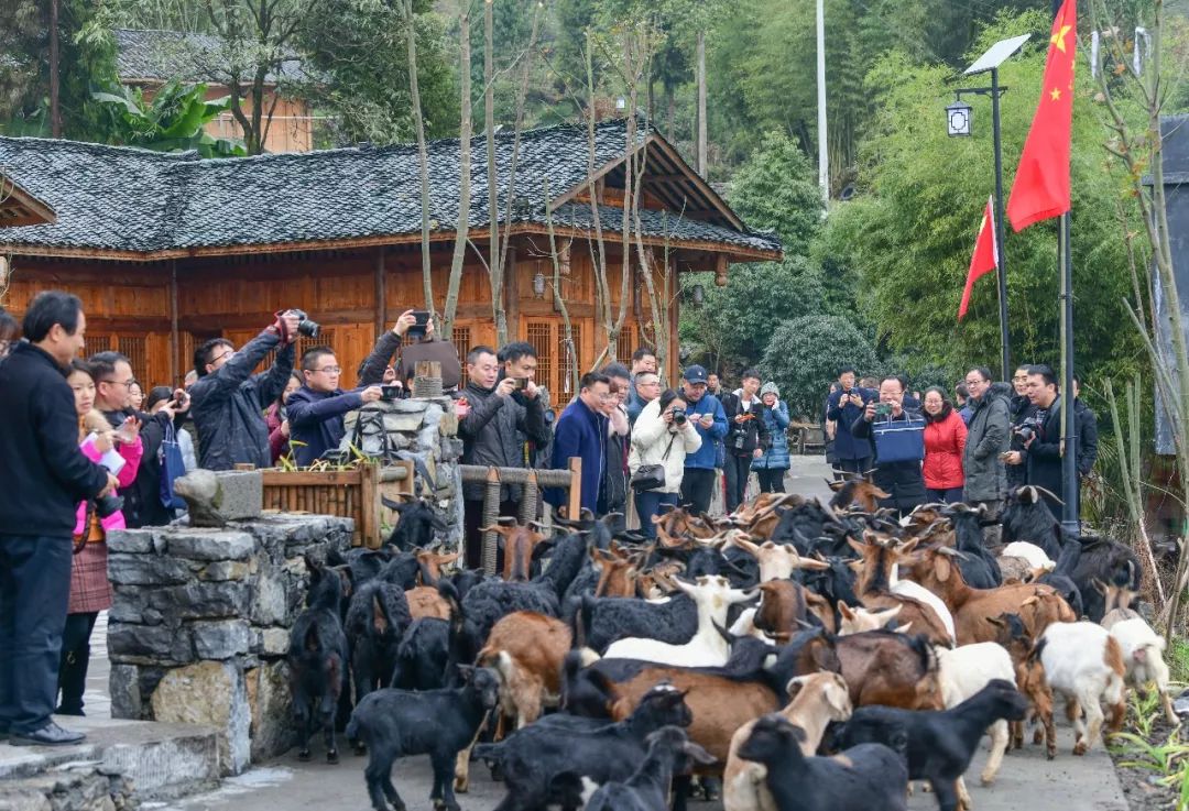 酉阳县车田乡最新消息概览